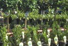 Evergreenplant-nursery-14.jpg; ?>