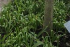 Evergreenplant-nursery-23.jpg; ?>