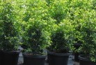 Evergreenplant-nursery-24.jpg; ?>